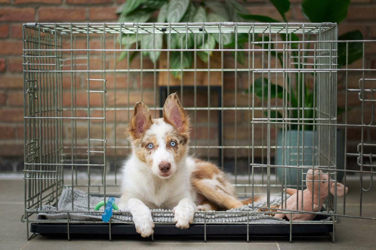 Pet evacuation drill checklist with go-bag items and safe word training visual guide for Evacuation Drills for Pets