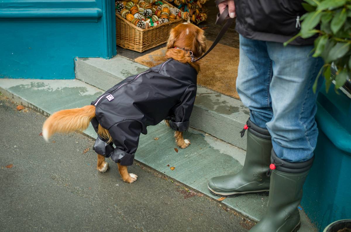 Dog in carrier during hurricane evacuation with Storm Insurance Policies document visible