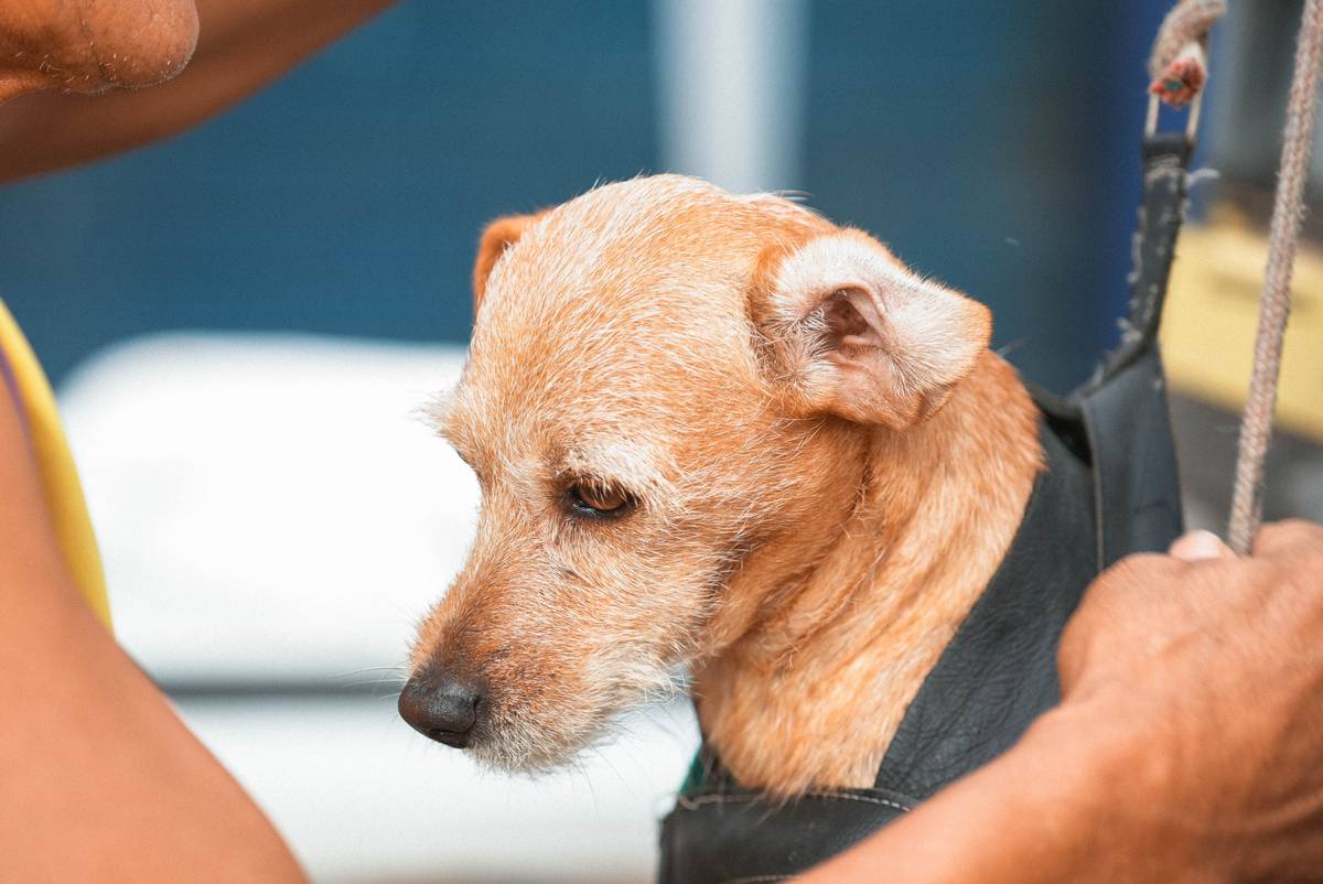 Evacuation Supply Kits: 7 Essential Tips to Avoid Costly Pet Insurance Mistakes