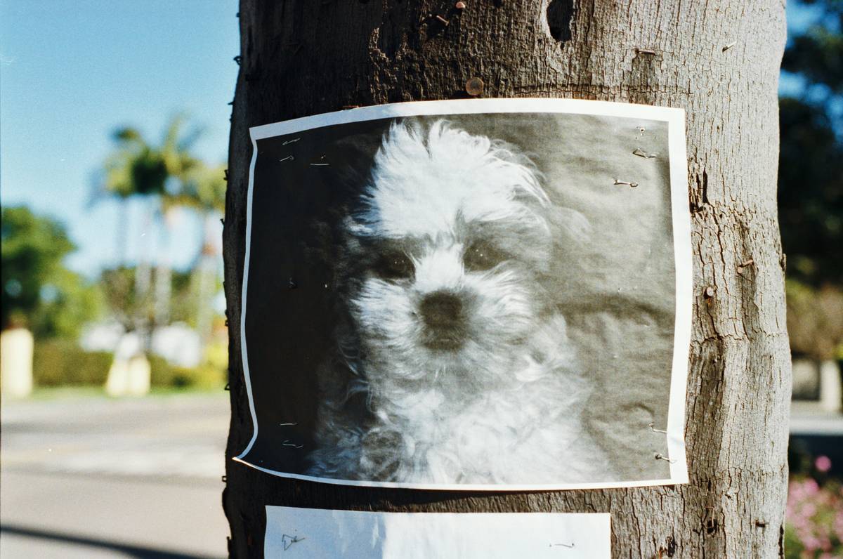 Owner reviewing Lost Pet Recovery Plans with emergency kit during hurricane prep