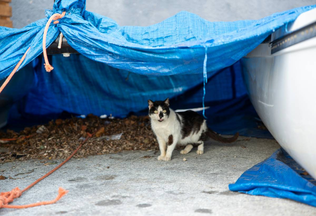 Lost Pet Recovery Plans: 7 Proven Ways to Avoid Heartbreaking Mistakes During Hurricanes