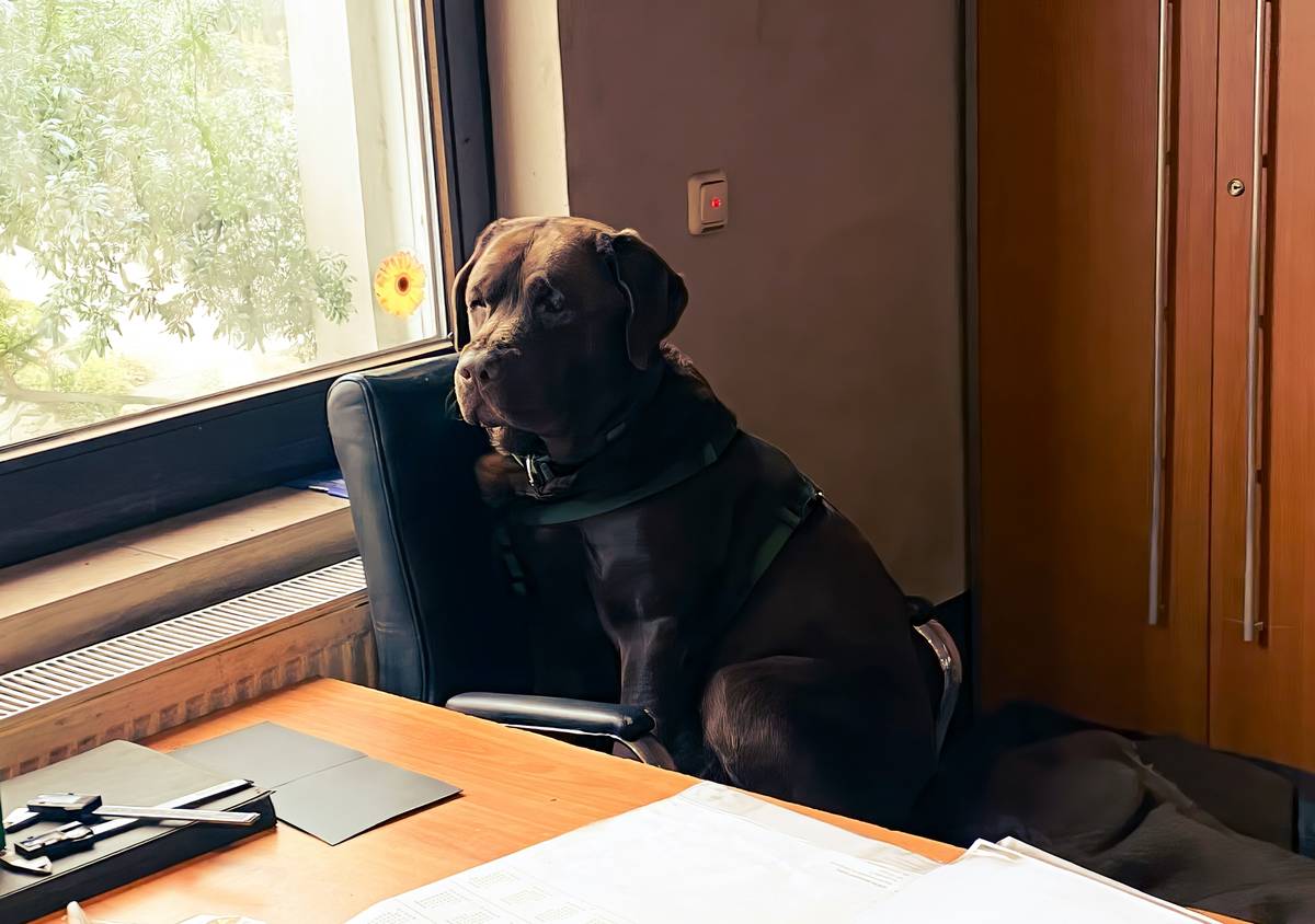 Maximum Payout Limits: What Hurricane Pet Insurance Won't Tell You