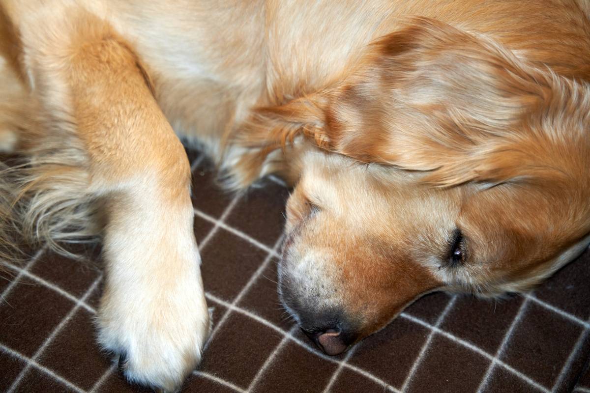 Pet Calming Techniques: Your Secret Weapon During Hurricane Evacuations