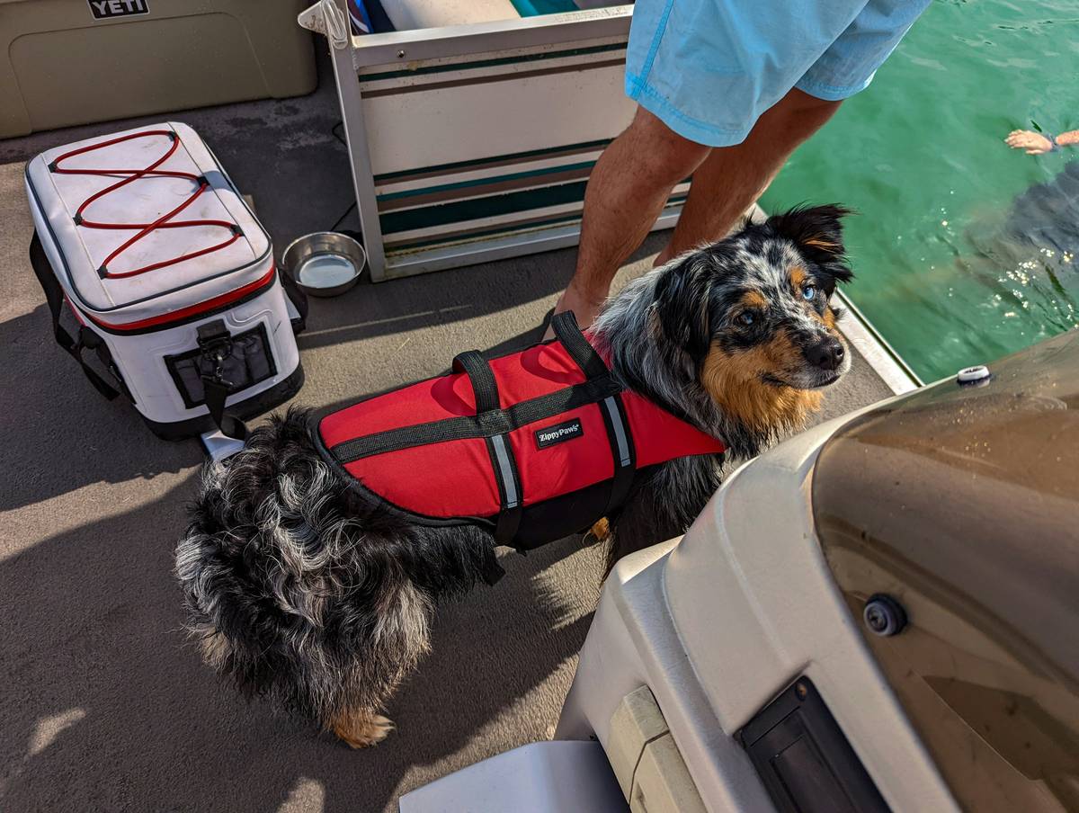 Flood Protection for Pets: A dog wearing a life vest standing on a porch during rising floodwaters