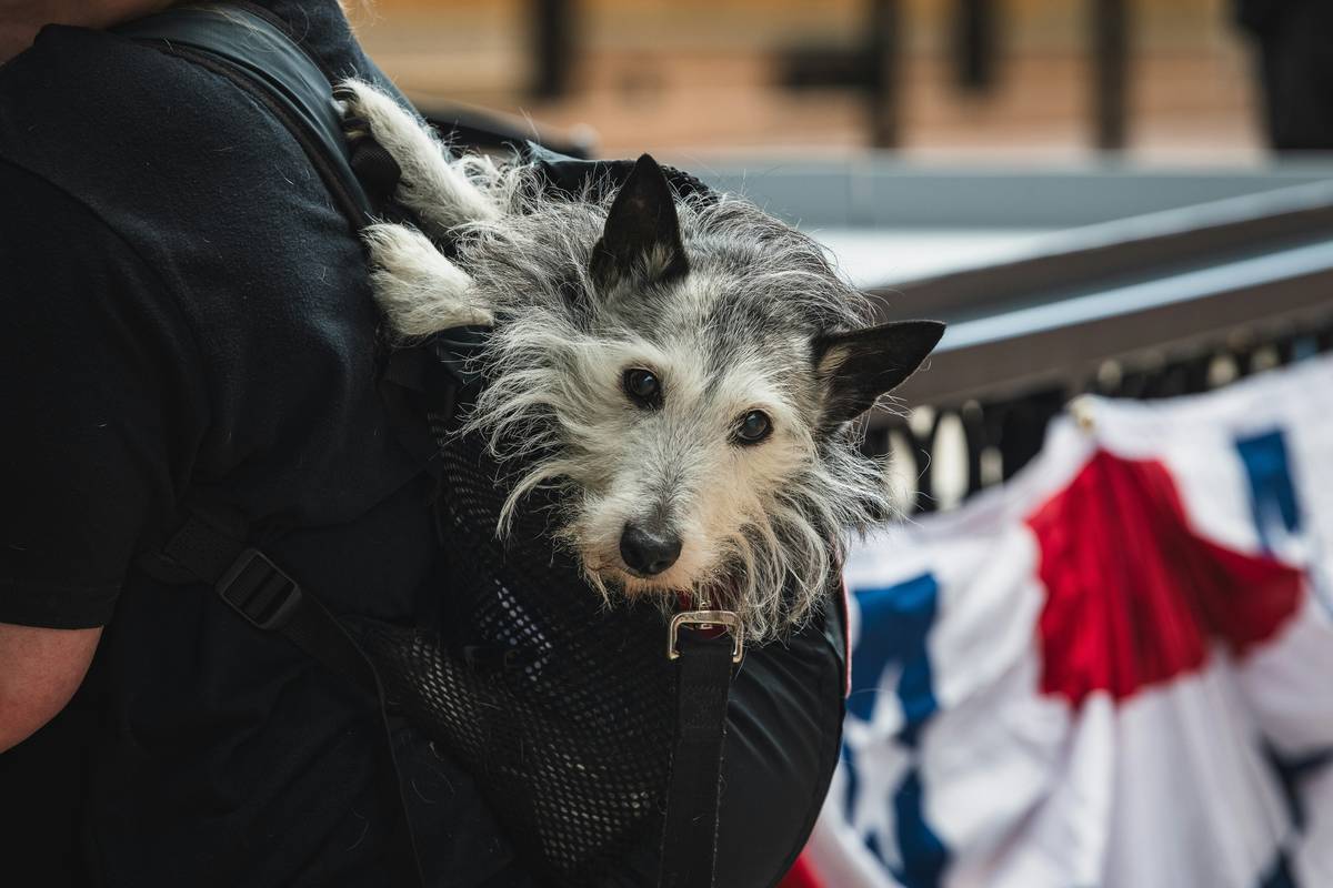 Safe Transport for Pets: 7 Proven Tips to Avoid Costly Evacuation Mistakes
