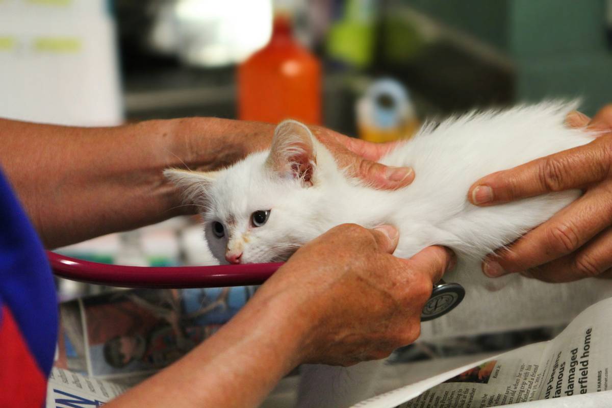 Post-Evacuation Care: A soaked golden retriever being examined by a vet after returning home from hurricane evacuation