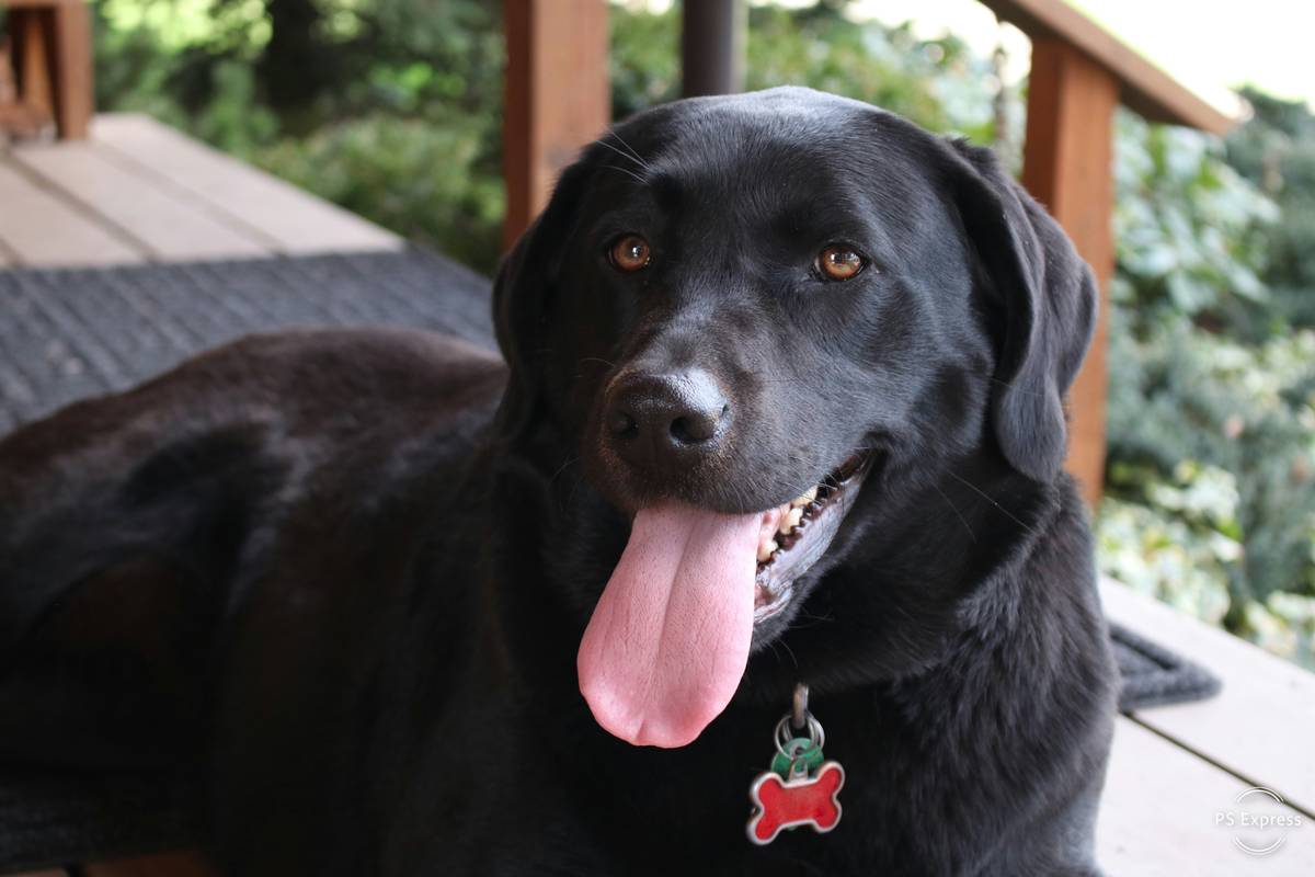 Pet Identification Tags on a dog collar beside an emergency evacuation kit