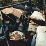 Evacuation Support Hurricane How To Emergency: 7 Proven Ways to Avoid Costly Pet Mistakes