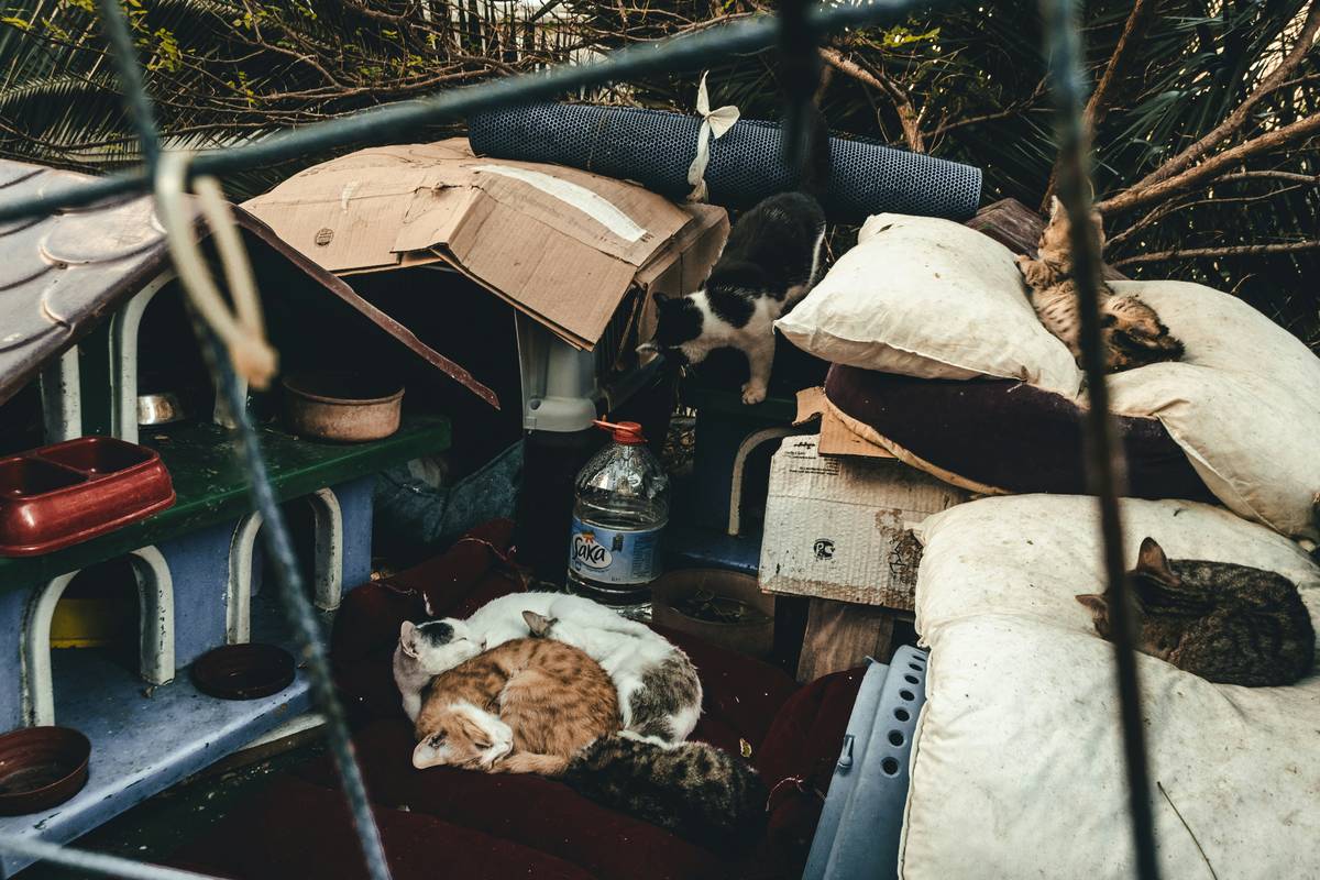 Evacuation Support Hurricane How To Emergency: 7 Proven Ways to Avoid Costly Pet Mistakes